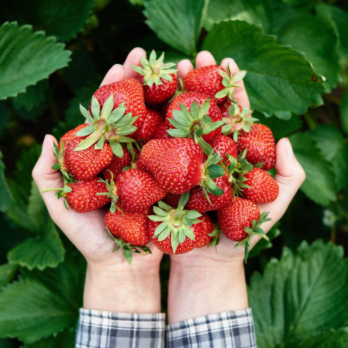 Strawberries