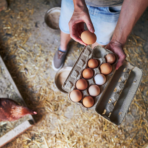 <p data-mce-fragment="1" class="vc_custom_heading vcr_heading-right">Our Rhode Island Red Chickens are happy, and enjoying their new coop! We hand harvest our eggs daily to prepare them for your table and enjoyment. <span data-mce-fragment="1"><strong>Fresh Brown Eggs</strong> are available most days all year</span>.  </p>
<p data-mce-fragment="1" class="vc_custom_heading vcr_heading-right"><strong data-mce-fragment="1">Farm fresh egg benefits:</strong><br data-mce-fragment="1"></p>
<div data-mce-fragment="1" class="wpb_text_column wpb_content_element">
<div data-mce-fragment="1" class="wpb_wrapper">
<p data-mce-fragment="1">Not only can you taste the difference in quality when you’re eating farm fresh eggs, but proven health benefits are many, some include:</p>
</div>
</div>
<ul data-mce-fragment="1" class="dt-sc-fancy-list   cog">
<li data-mce-fragment="1">1/3 less cholesterol</li>
<li data-mce-fragment="1">1/4 less saturated fat</li>
<li data-mce-fragment="1">2/3 more vitamin A</li>
<li data-mce-fragment="1">2 times more omega-3 fatty acids</li>
<li data-mce-fragment="1">3 times more Vitamin E</li>
<li data-mce-fragment="1">7 times more beta carotene<br><br>
</li>
</ul>
<p data-mce-fragment="1" style="text-align: center;" class="upperlink product__main__info__details"><span data-mce-fragment="1"><strong data-mce-fragment="1">NO ANTIBIOTICS ~ HORMONE FREE ~ CAGE FREE</strong></span></p>