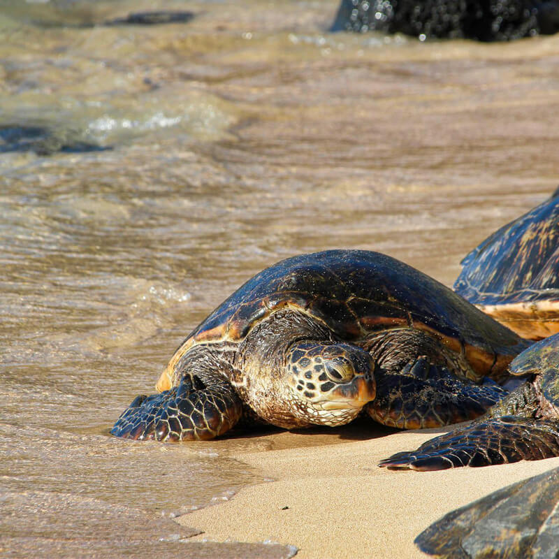 Special Pressure Transducers Applied in Tracking Devices of Marine Animals