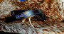 Custom Radio Strap