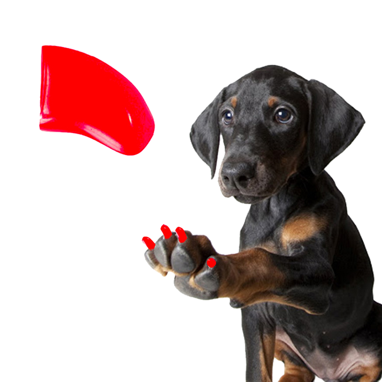 Fluorescent Red - Dog 120 Pack