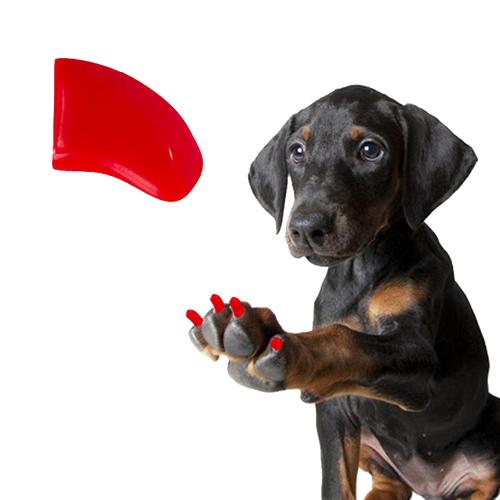 Wild Cherry Red - Dog 60 Pack