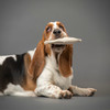 Image shows a Bassett Hound in golds, black, and white holding a crescent shaped hemp dog toy in its mouth.  Dog is sitting down.  Dog toy is brown and white.  Background is medium grey.  Natural hemp dog toys made in the USA by Purrfectplay.