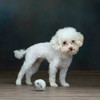 Image shows a small white poodle standing next to a black and white wool ball.  It is standing on a grown floor with a dark background.  Natural handmade dog toys. Purrfectplay.