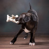 Puppy playing with small Hemp Orca dog toy.  Washable and Fun!  Made with love in they USA.  