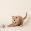 Kitten playing with our natural handmade wool chase ball.  Natural Cat Toys. Made in the USA. Plastic free cat toys. Great holiday gifts for cats. 