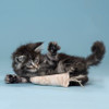 Image shows a grey and white kitten playing with a single organic catnip toy in the shape of a small carrot.  Perfect catnip toy to toss and fetch! Handmade in the USA using dye free/ plastic free materials.  Oregon grown USDA certified organic catnip.
