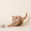 Natural wool dust bunny. Great ball for kitties to chase and carry.  Made with love in the USA.  Purrfectplay.com