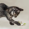 Small dark calico kitten playing with a white and green cotton cat toy.  Background is a light brown.  Organic cotton cat toys made in the USA by Purrfectplay.