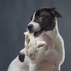 Image shows a black and white dog holding a hemp orca dog toy in its mouth.  The back ground is in grey.  Plastic free dog toys made in the USA. 