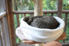 Image shows a grey tabby cat curled up in a cream colored sleeping bag.  This is a Luxurious Organic Cotton Sleeping Bag for Cats/ Medium - Natural  and Organic  - Easy to Wash - Toxin and Plastic Free
