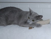 Silvery grey cat playing holding our Hemp Catnip Carrot cat toy between its paws.  It is filled with fresh certified organic catnip.  Cats love our natural toys - Plastic/Dye free