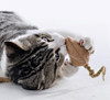 A grey and white cat holds a brown cotton filled catnip free mouse in its paws. These double layer cat toys are filled with only organic cotton. The brown cotton is dye free because it comes from plants that blooms brown. Washable and plastic free.