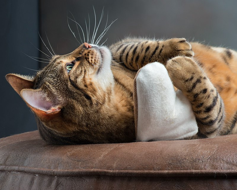 Catnip 