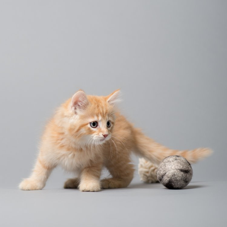 fluffy cat ball