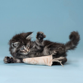 A fluffy kitten pounces on our organic cotton filled cat toy. Made with love in the USA. A fluffy kitten pounces on our organic cotton filled cat toy. Made with love in the USA.