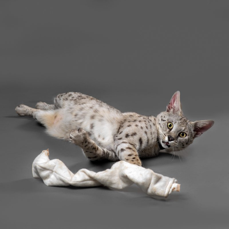 Organic Dog Toys. Natural Cat Toys. Made in USA. Unique Eco Pet Toys. Purrfectplay