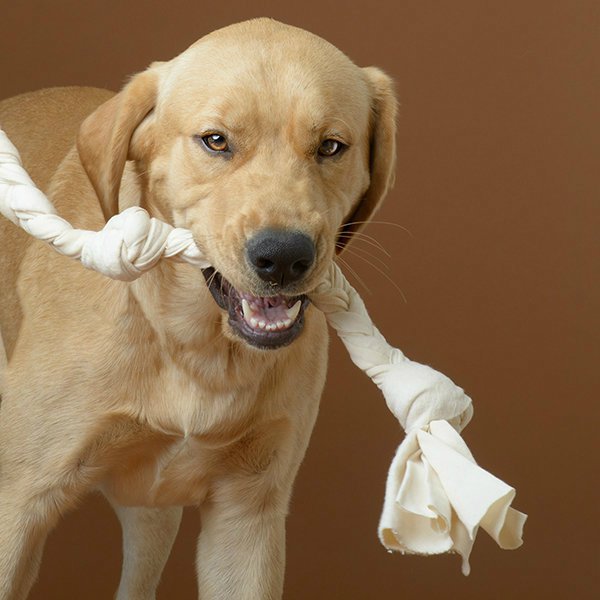 Large brown dog with organic cotton tug toy in its mouth.  