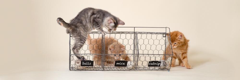 Alternative banner alt