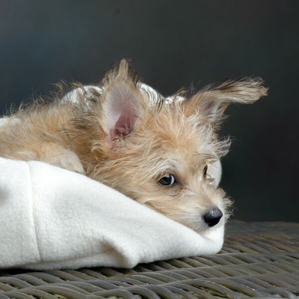 Small fuzzy brown dog laying in a natural white organic cotton sleep bag made for dogs. 