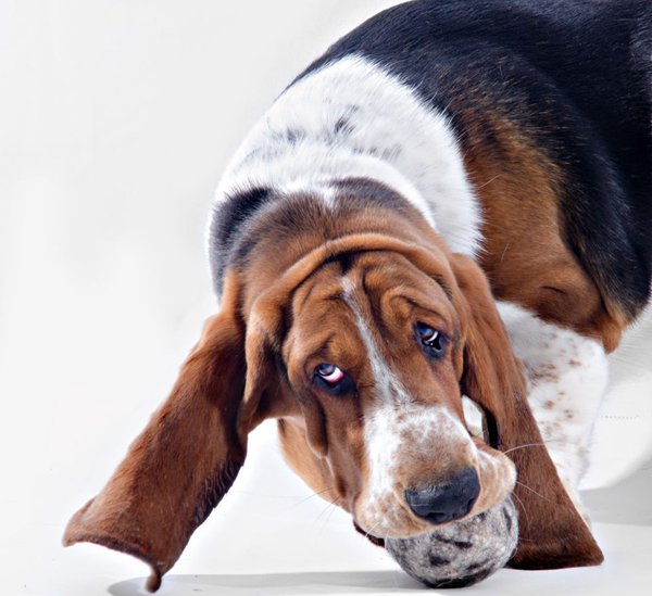Bouncy Solid Wool Ball for Big Dogs Handmade Natural Wool Dog Toy