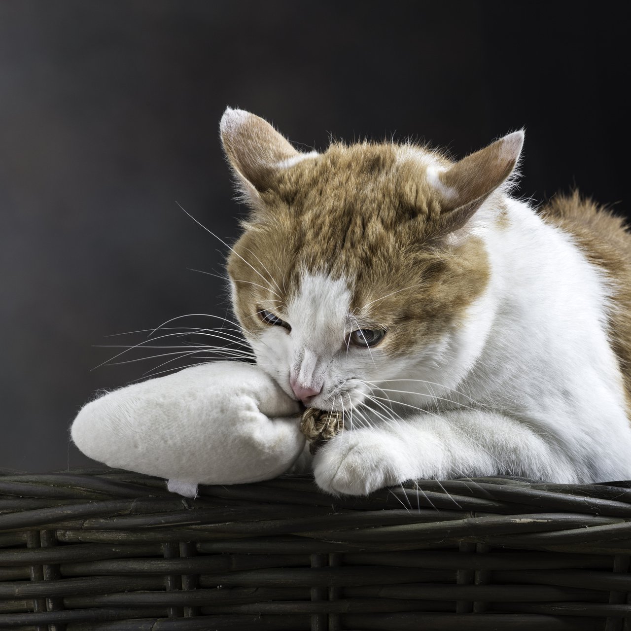 Soft Catnip Free Medium Mouse Catnip Free Cat Toy Natural Plastic