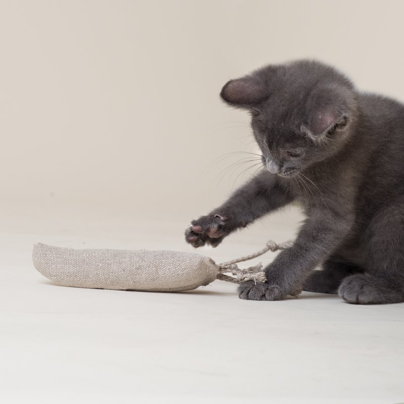 Hemp Catnip Carrot Organic Catnip Cat Toy Perfect to grab and