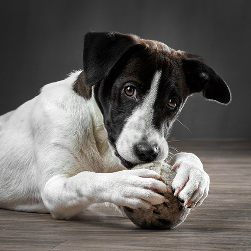 large dog ball