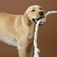  Image shows a large golden brown lab with a large natural tug toy in its mouth.  A USA Hand braided Organic Cotton Dog Tug Toy- Washable and Sturdy Interactive Dog Toy. 