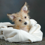 Image shows a small fluffy golden puppy laying in a white cotton sleeping bag.  Background is dark grey.  Organic cotton pet bedding made in the USA by Purrfectplay.Organic Cotton Snuggle Sack. Plastic Free/ Dye Free Dog Sleep Sack.