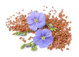 What is Flax Seed?