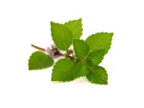 What is Peppermint Leaf?