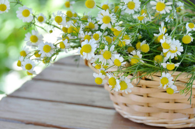 Chamomile Flower