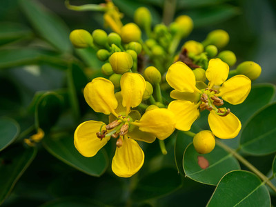 Senna Leaf