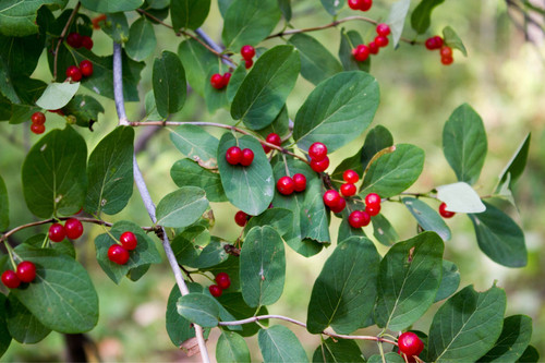 Buckthorn Bark