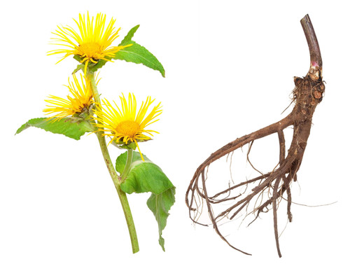 Elecampane Plant