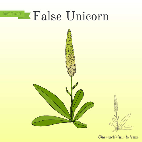 False Unicorn Root