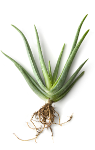 drnatura-colon-cleanser-herbs-aloe-1-.png