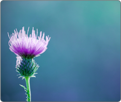 drnatura-liver-detox-milk-thistle-1-.png