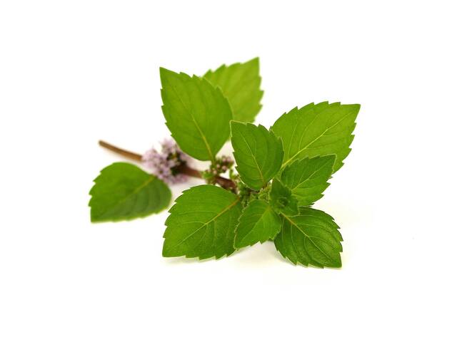 What is Peppermint Leaf? - DrNatura®