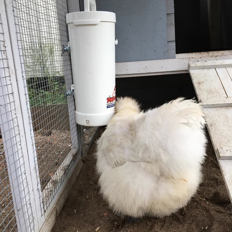 Dine-A-Chook customer photo: A little fluffy butt, with her perfectly sized 2lt @dineachook