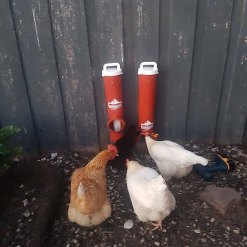 Dine-A-Chook customer photo: Everyone at @jenifferhutcheon's place ❤️'s their new @dineachook
