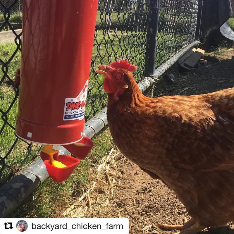 Dine-A-Chook customer photo: Winner winner chicken