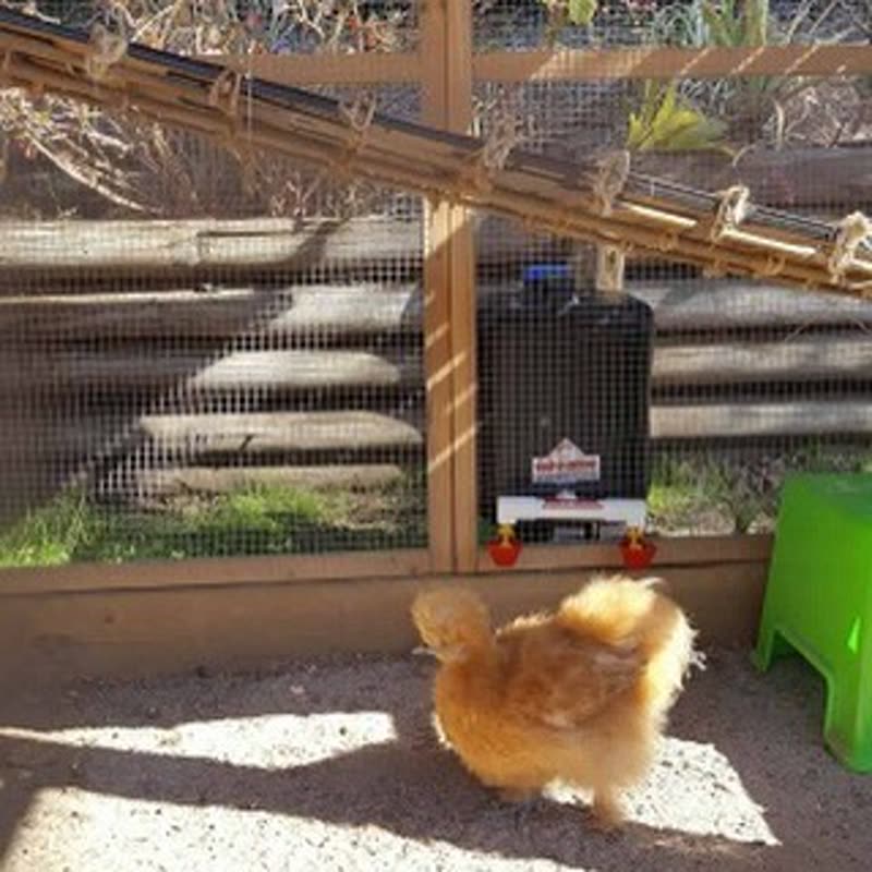 Dine-A-Chook customer photo: Ziggy approves of her new 20ltr