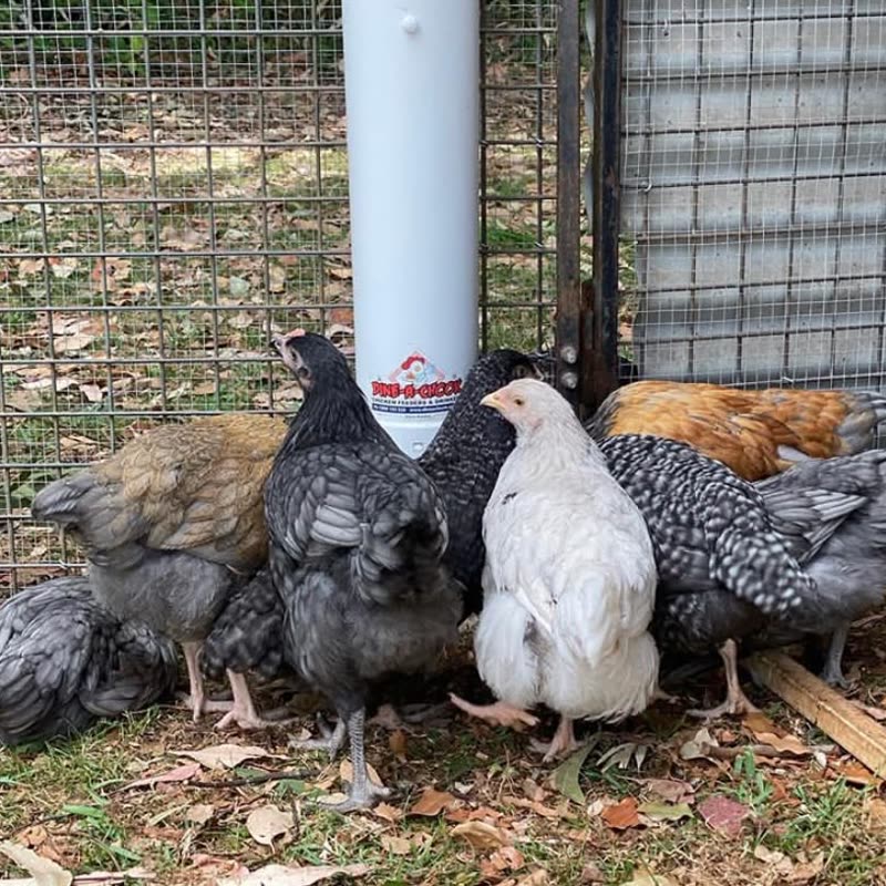 Dine-A-Chook customer photo: A cluster of