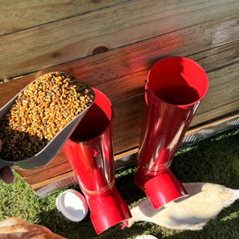 Dine-A-Chook customer photo: A gathering ready to