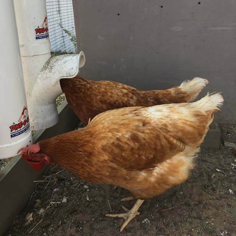 Dine-A-Chook customer photo: Head down for the drinker, head straight in for the