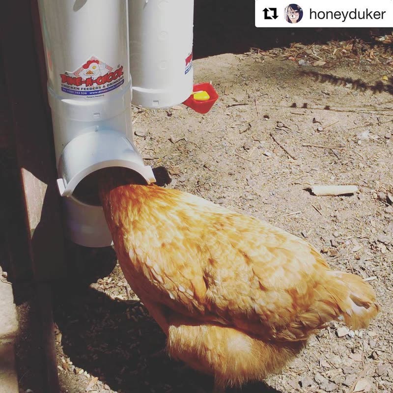 Dine-A-Chook customer photo: Most chooks take to their new Dine A Chook feeders like a duck to water # Repost
