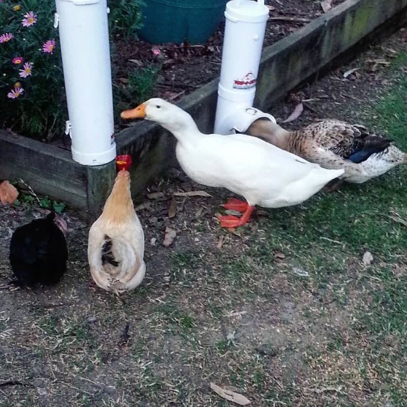 Dine-A-Chook customer photo: We love seeing and sharing everyone's feathered friends using their @dineachook