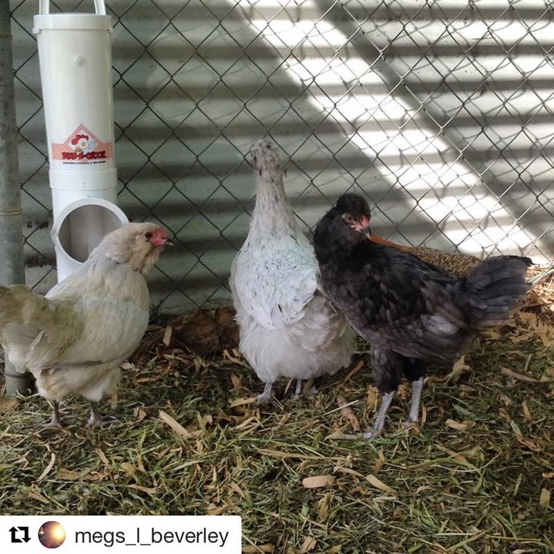 Dine-A-Chook customer photo: Anyone have any suggestions on the breeds of these fluffy
